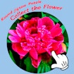 round-jigsaw-puzzle-collect-the-flower